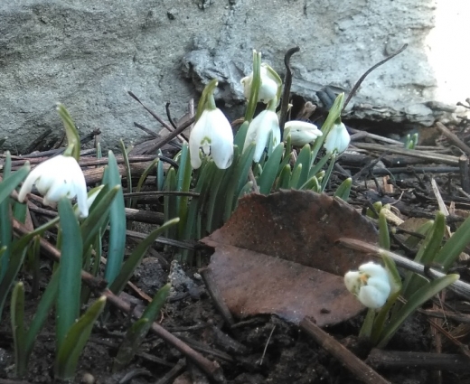 На Закарпатті розцвітають перші весняні квіти