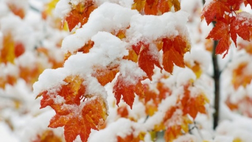 Дощі, сніги та морози: синоптики розповіли, якою буде погода у листопаді