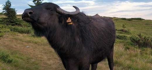 На буйволячій фермі на Виноградівщині з'явились нові мешканці (ВІДЕО)