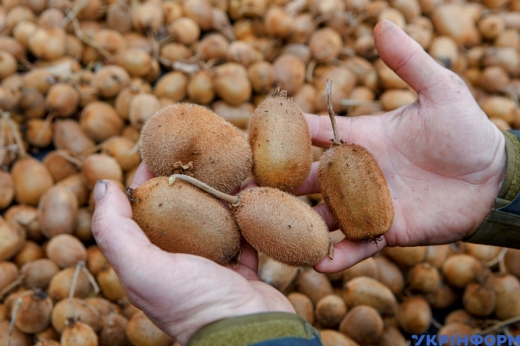 "Вигідніше, ніж яблука": на плантації ужгородського селекціонера зібрали урожай ківі