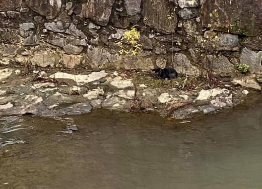 Хустські надзвичайники врятували пса, що застряг на острівці посеред річки