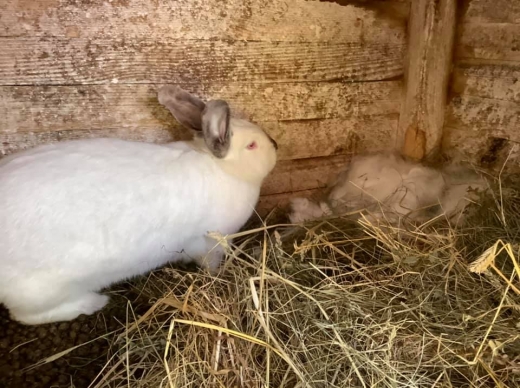 В Ужгородському скансені народилися кроленята (ФОТО)