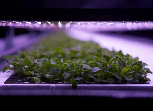У Данії побудували для вирощування зелені 14-ярусну вертикальну ферму на енергії вітру