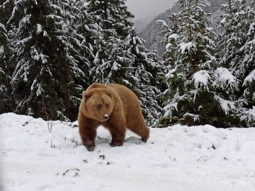 Бурі ведмеді реабілітаційного центру "Синевир" впадають в сплячку