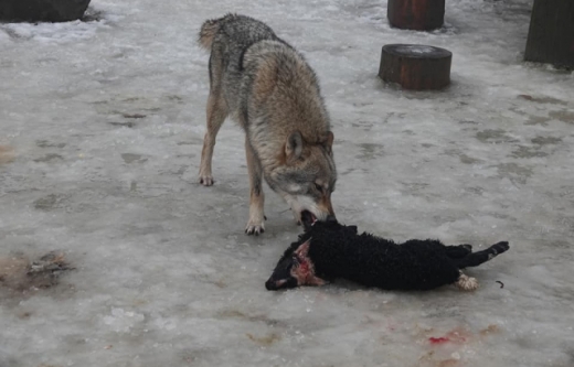 На Міжгірщині на одне з обійсть напали вовки (18+)