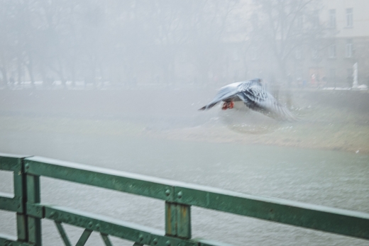 Ужгород у тумані – на світлинах фотографа Сергія Денисенка
