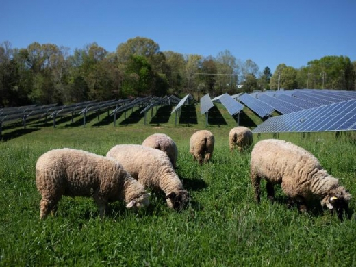 В Австралії на фермі для вівчарства встановлюють сонячну електростанцію