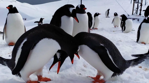 Українські полярники показали красу весняної Антарктиди: фото
