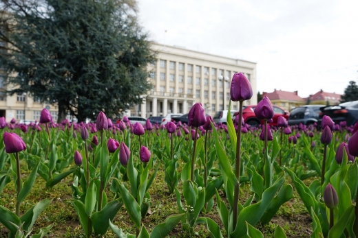 В Ужгороді спіймали на гарячому чоловіка, який зрізав тюльпани з міської клумби