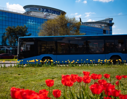 "Тюльпанова лихоманка": в Ужгороді квітнуть близько 30 тисяч тюльпанів