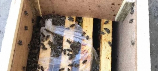 За добу після інциденту на Закарпатті бджоли почали оживати – "Укрпошта"