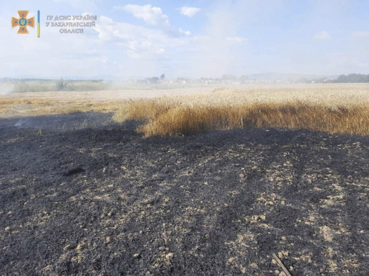 Ужгородські рятувальники ліквідували пожежу на пшеничному полі