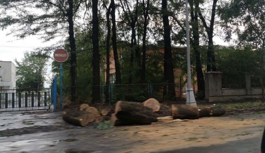 Підсумки негоди: в Ужгороді впало 7 дерев, одне на машину