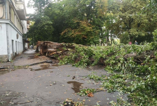 Підсумки негоди: в Ужгороді впало 7 дерев, одне на машину