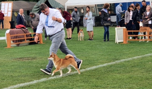 На стадіоні «Авангард» тривають міжнародні виставки собак