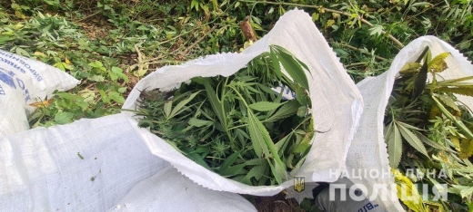 На Берегівщині чоловік незаконно вирощував у лісопосадці нарковмісні рослини