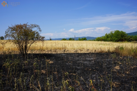 Через пожежу сухої трави ледь не згоріла пшениця на приватних наділах закарпатців