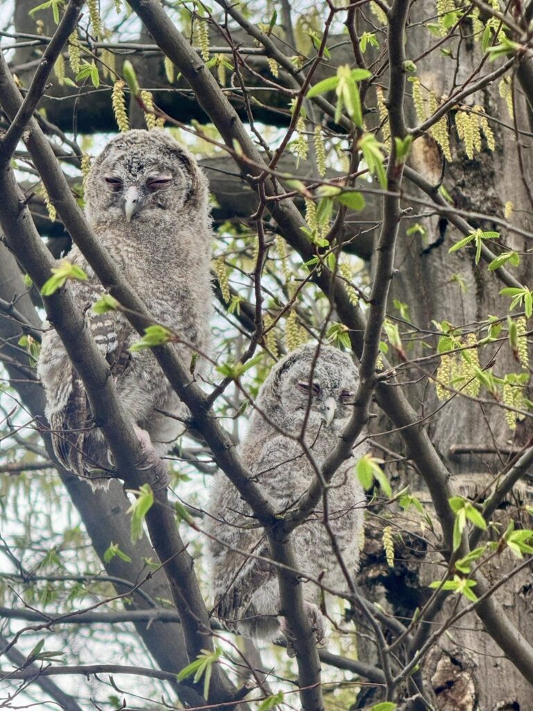 - Закарпатський Кореспондент