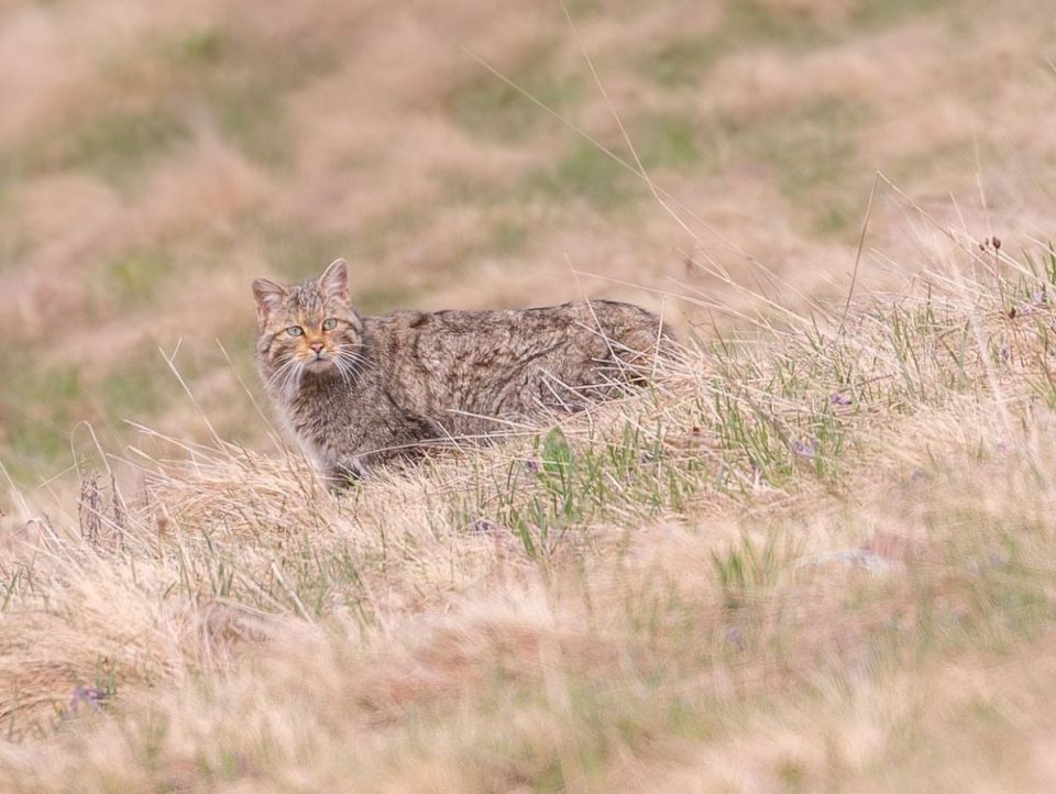 на Апецькій