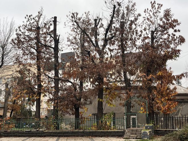 588101826 1155571033377851 5022168180637548213 N