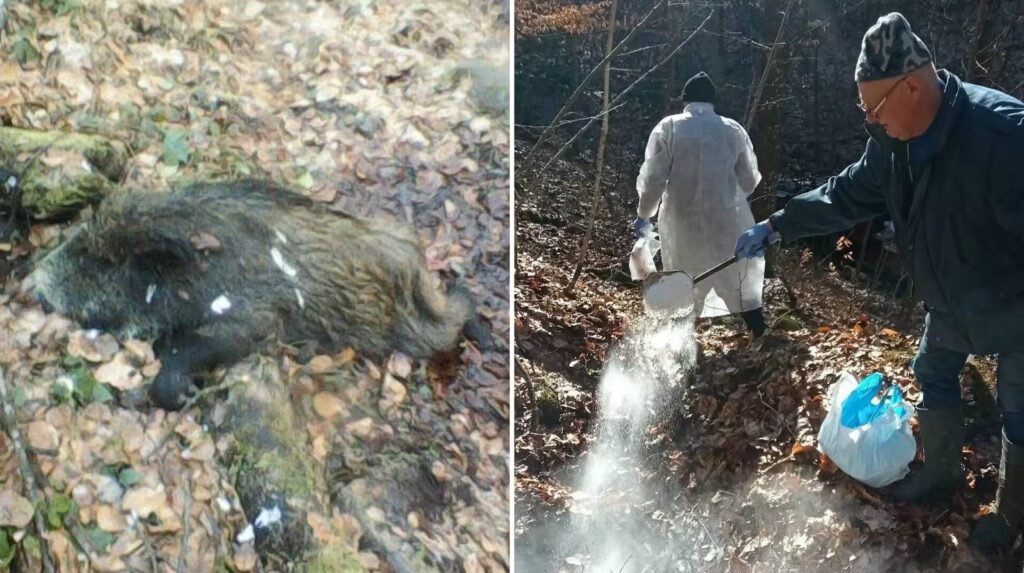 Екстрене засідання комісії в Ужгородському районі через випадок африканської чуми свиней