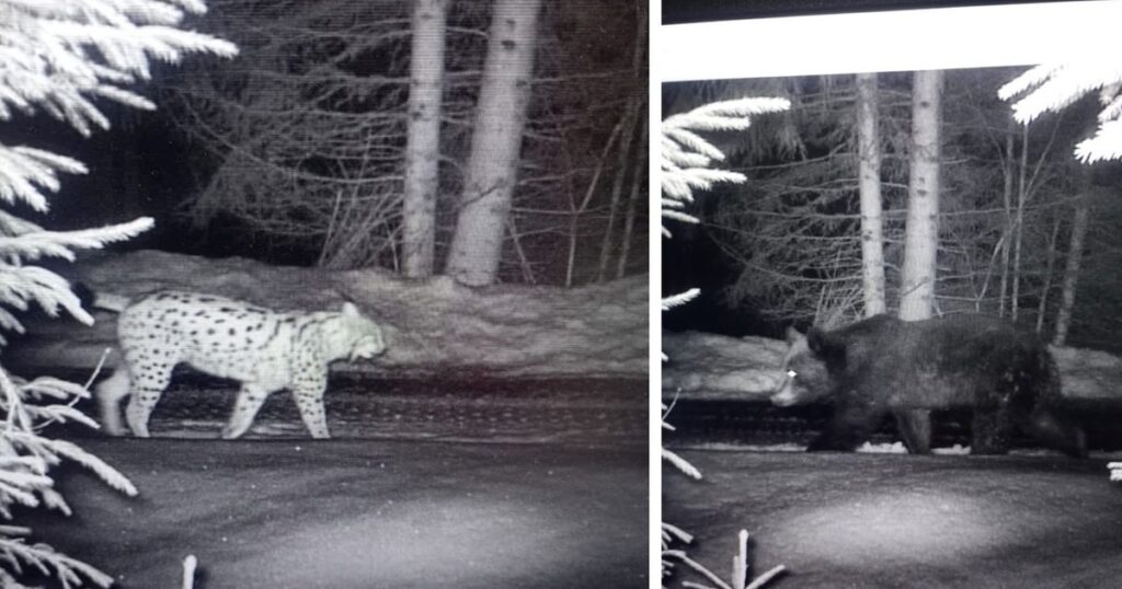 Закарпатські прикордонники зафіксували ведмедя та двох рисей: Рідкісні кадри дикої природи на кордоні