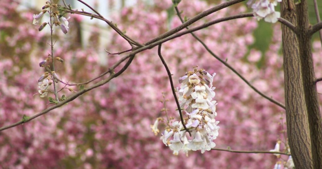 У Мукачеві розпочався сезон цвітіння павловнії: дозвілля серед квітучих дерев