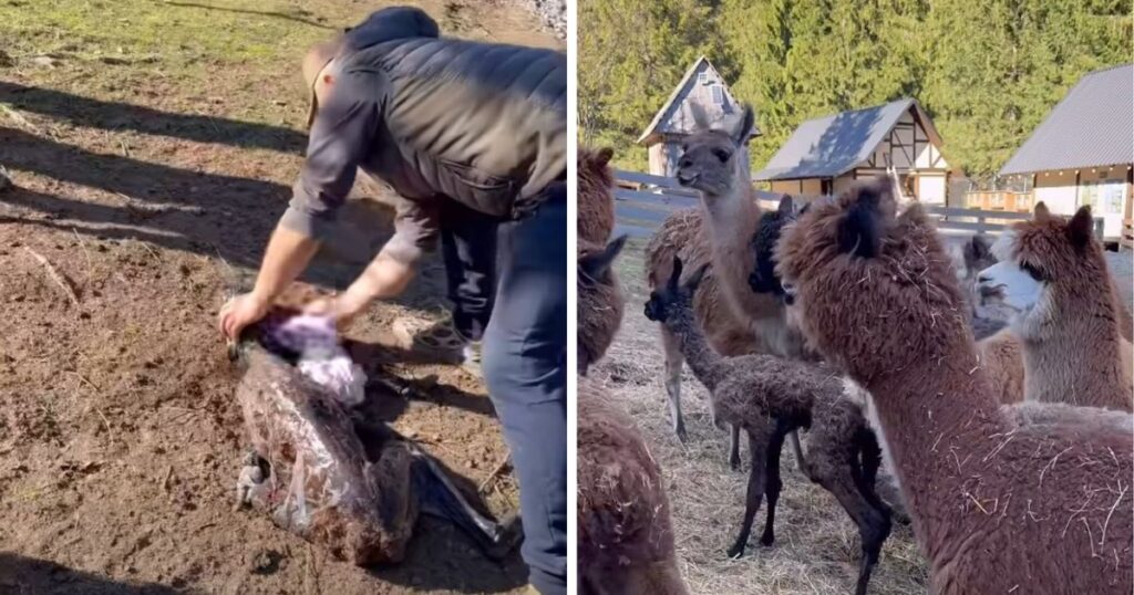 Новий член родини в біопарку Синевир: на Закарпатті народилося ламеня