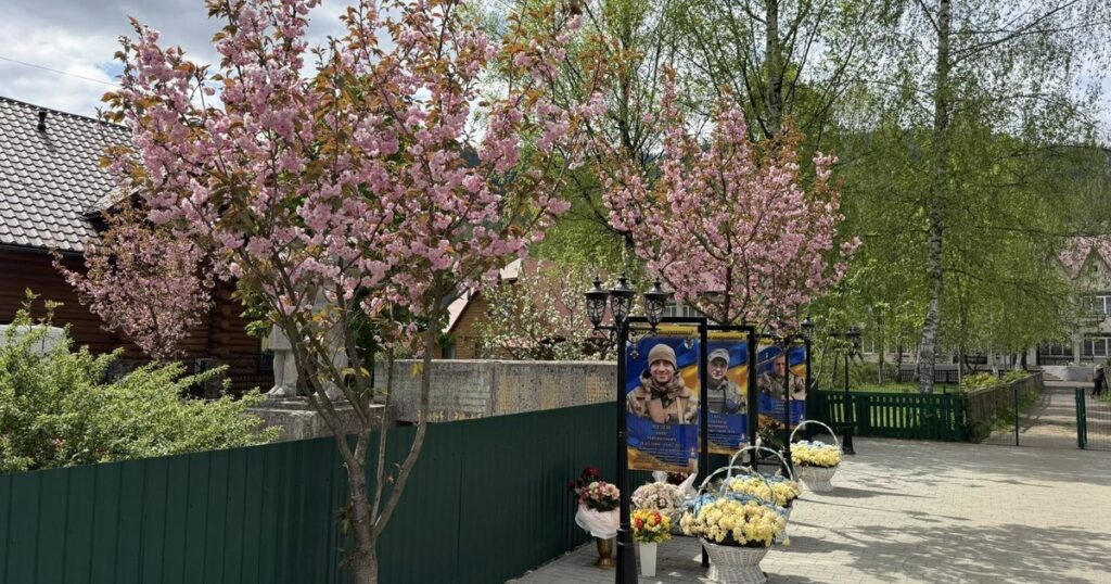 Сакури в Синевирській Поляні: пізньоквітуча краса у високогірї
